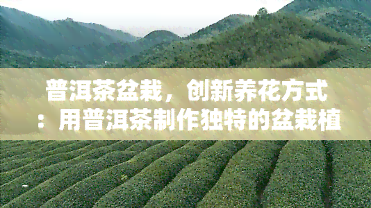 普洱茶盆栽，创新养花方式：用普洱茶制作独特的盆栽植物