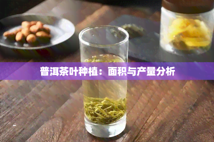 普洱茶叶种植：面积与产量分析