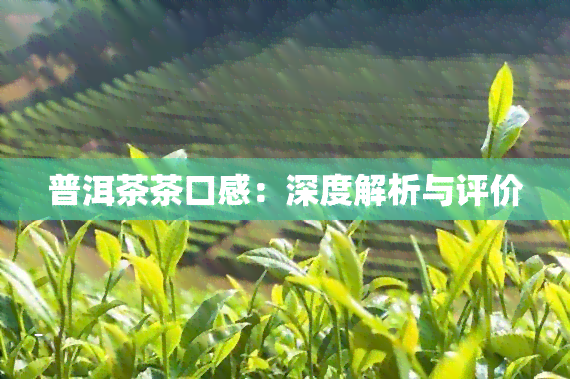 普洱茶茶口感：深度解析与评价