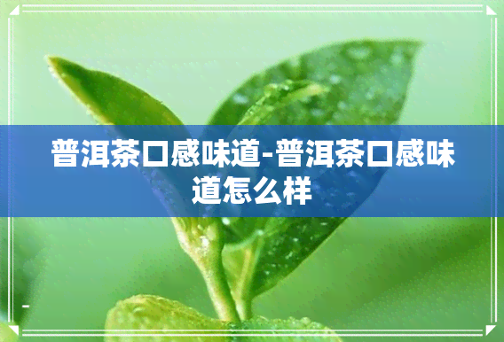 普洱茶口感味道-普洱茶口感味道怎么样