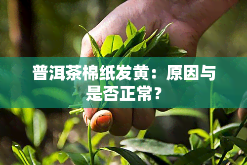 普洱茶棉纸发黄：原因与是否正常？