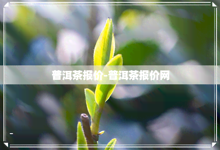 普洱茶报价-普洱茶报价网