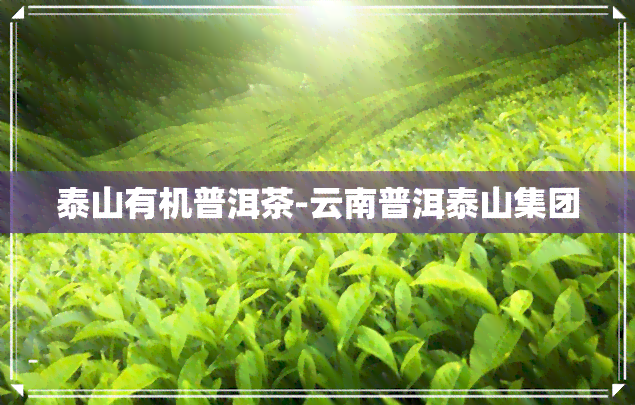 泰山有机普洱茶-云南普洱泰山集团