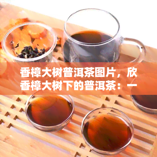 香樟大树普洱茶图片，欣香樟大树下的普洱茶：一幅美丽的图片