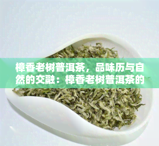 樟香老树普洱茶，品味历与自然的交融：樟香老树普洱茶的魅力