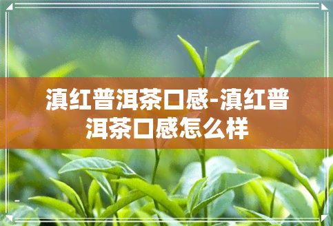 滇红普洱茶口感-滇红普洱茶口感怎么样