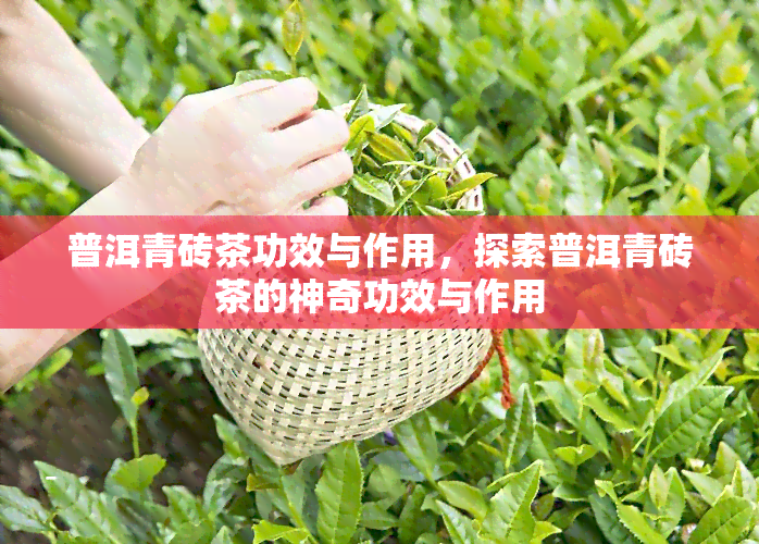 普洱青砖茶功效与作用，探索普洱青砖茶的神奇功效与作用