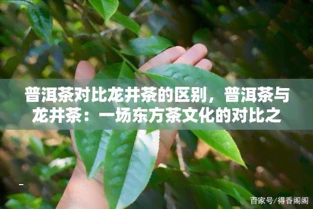 普洱茶对比龙井茶的区别，普洱茶与龙井茶：一场东方茶文化的对比之旅