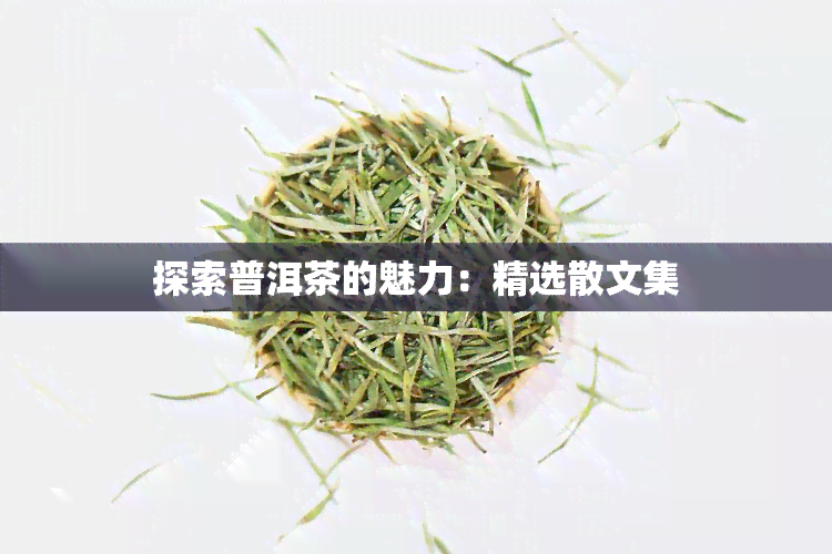 探索普洱茶的魅力：精选散文集