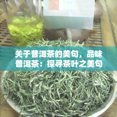 关于普洱茶的美句，品味普洱茶：探寻茶叶之美句