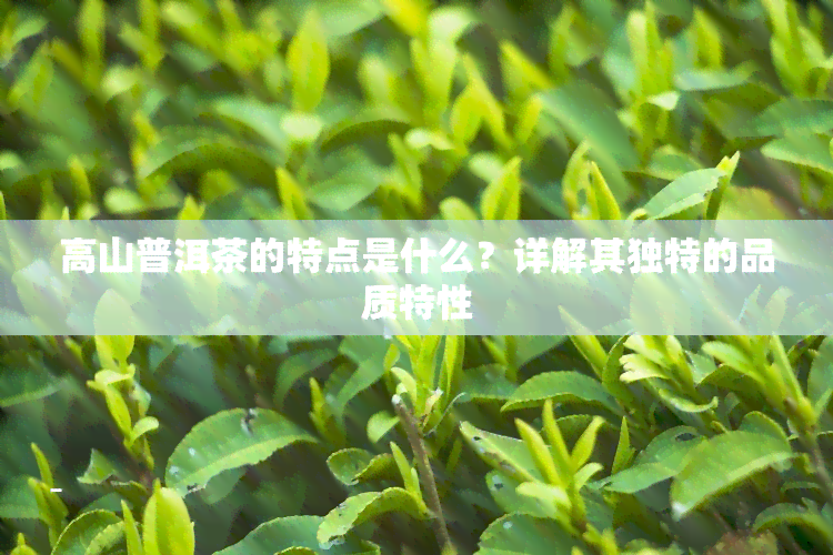 高山普洱茶的特点是什么？详解其独特的品质特性