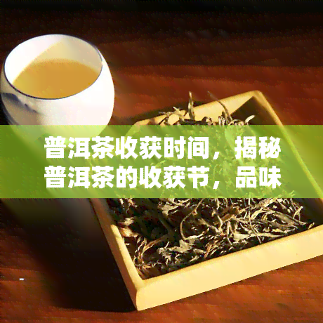 普洱茶收获时间，揭秘普洱茶的收获节，品味岁月留香的美妙时刻