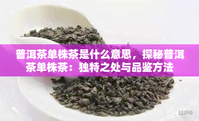 普洱茶单株茶是什么意思，探秘普洱茶单株茶：独特之处与品鉴方法