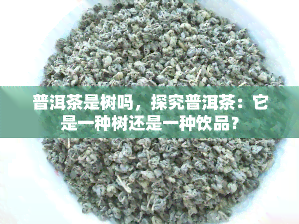 普洱茶是树吗，探究普洱茶：它是一种树还是一种饮品？