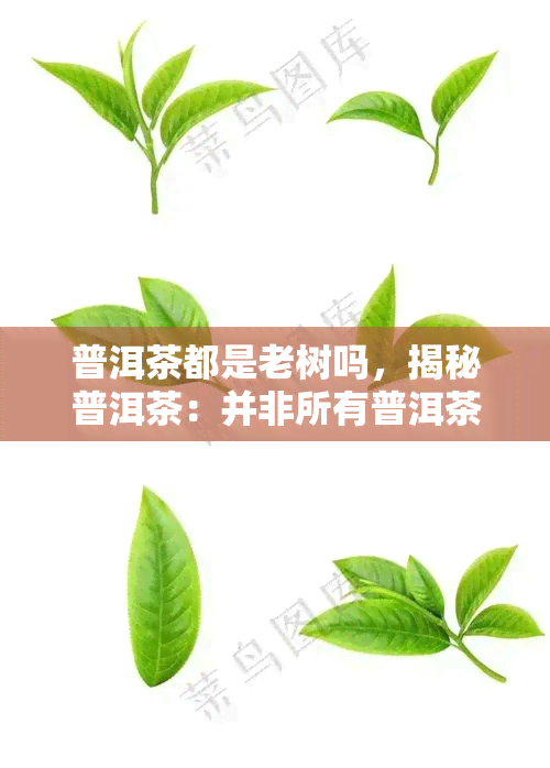 普洱茶都是老树吗，揭秘普洱茶：并非所有普洱茶都来自老树，你了解吗？