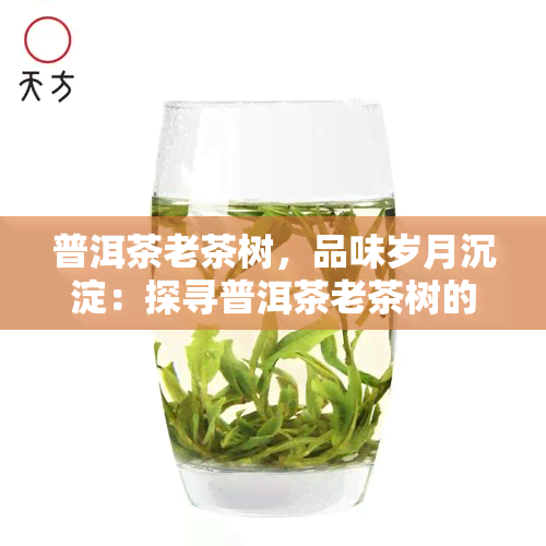 普洱茶老茶树，品味岁月沉淀：探寻普洱茶老茶树的魅力