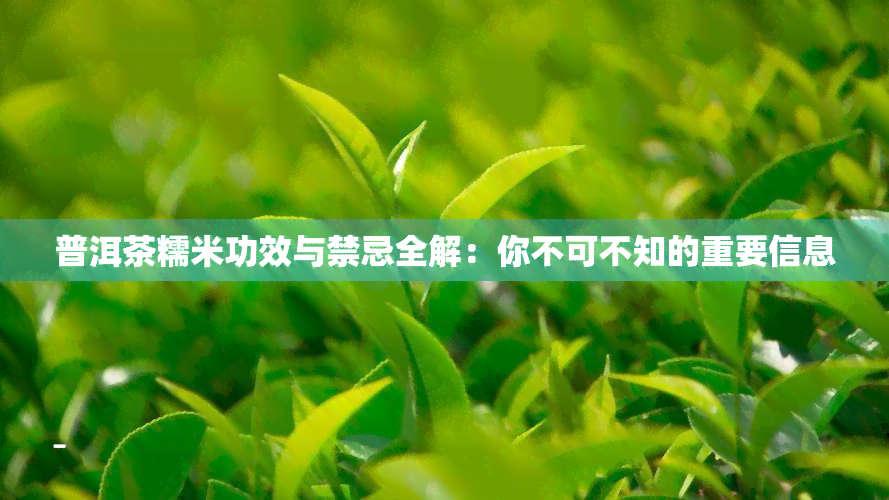 普洱茶糯米功效与禁忌全解：你不可不知的重要信息