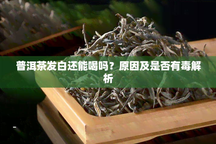 普洱茶发白还能喝吗？原因及是否有解析