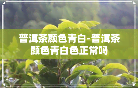 普洱茶颜色青白-普洱茶颜色青白色正常吗