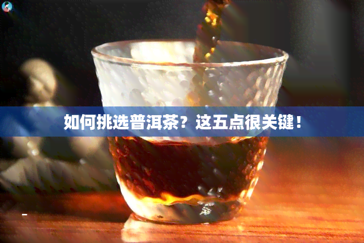 如何挑选普洱茶？这五点很关键！