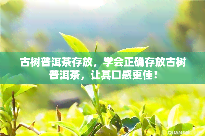 古树普洱茶存放，学会正确存放古树普洱茶，让其口感更佳！