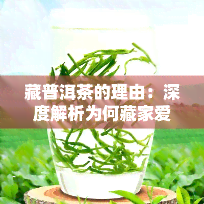 藏普洱茶的理由：深度解析为何藏家爱普洱茶