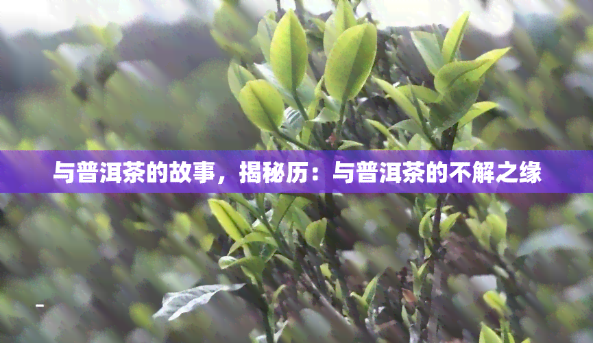 与普洱茶的故事，揭秘历：与普洱茶的不解之缘