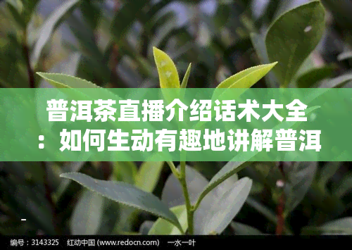 普洱茶直播介绍话术大全：如何生动有趣地讲解普洱茶?