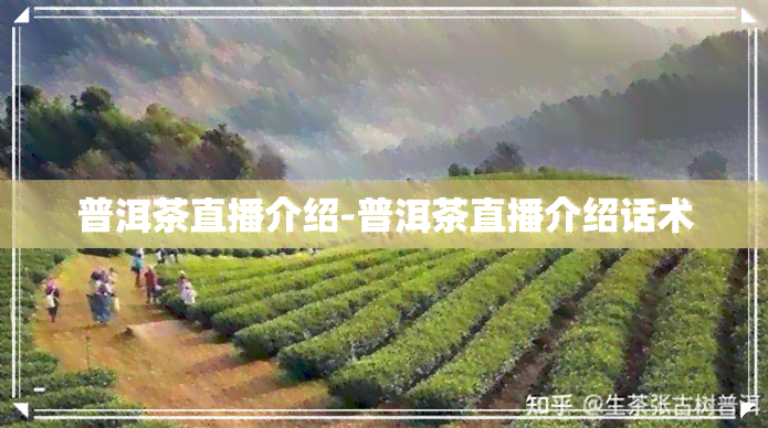 普洱茶直播介绍-普洱茶直播介绍话术