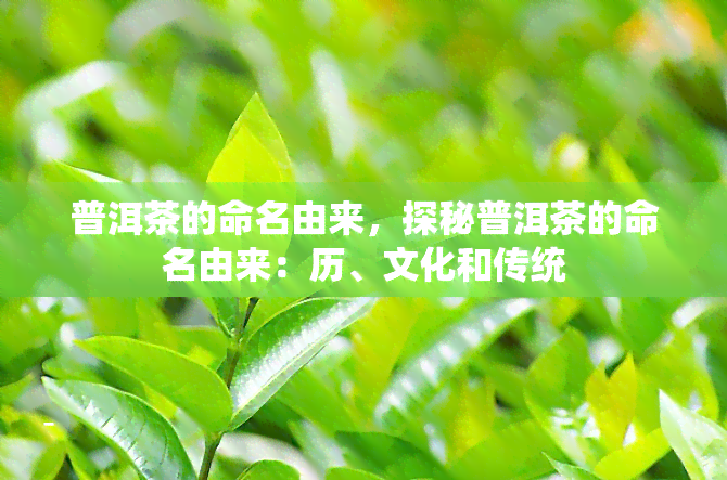 普洱茶的命名由来，探秘普洱茶的命名由来：历、文化和传统