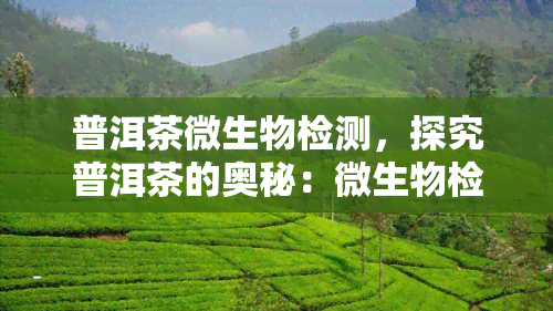 普洱茶微生物检测，探究普洱茶的奥秘：微生物检测揭示其独特性质