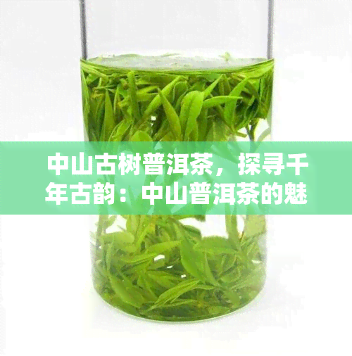 中山古树普洱茶，探寻千年古韵：中山普洱茶的魅力与历