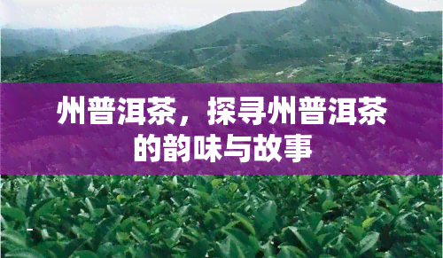 州普洱茶，探寻州普洱茶的韵味与故事