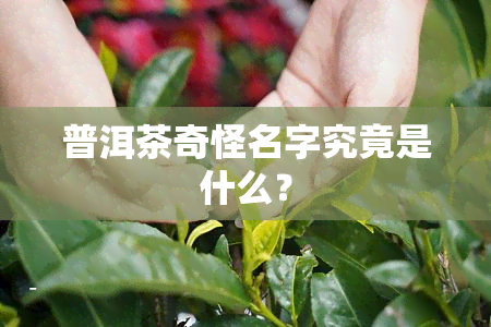 普洱茶奇怪名字究竟是什么？