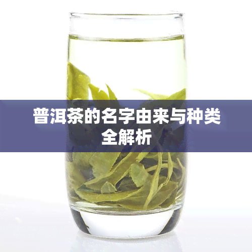 普洱茶的名字由来与种类全解析