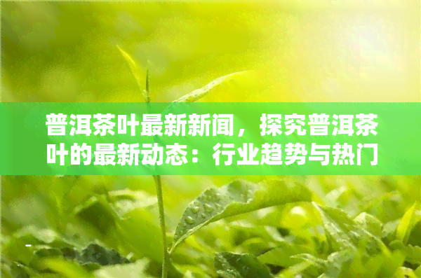 普洱茶叶最新新闻，探究普洱茶叶的最新动态：行业趋势与热门新闻