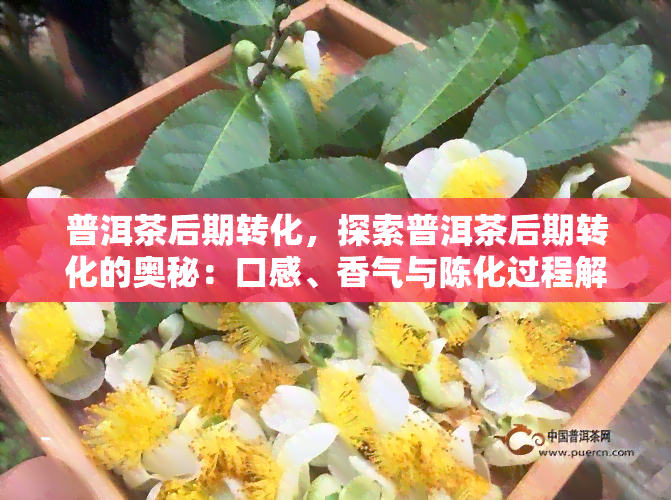 普洱茶后期转化，探索普洱茶后期转化的奥秘：口感、香气与陈化过程解析