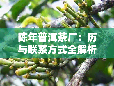 陈年普洱茶厂：历与联系方式全解析