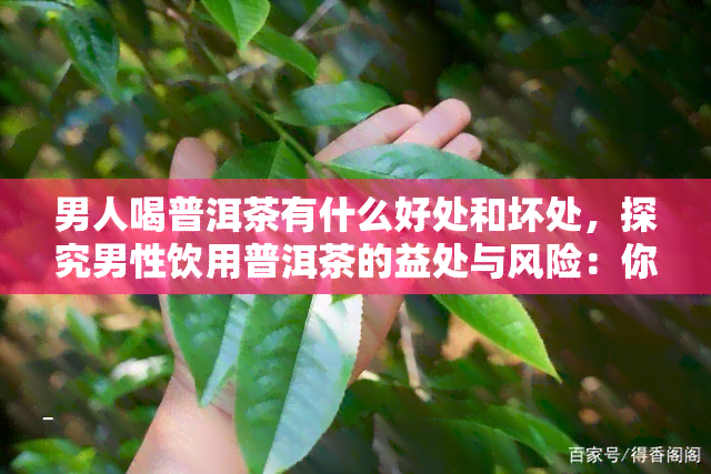 男人喝普洱茶有什么好处和坏处，探究男性饮用普洱茶的益处与风险：你需要了解的事实