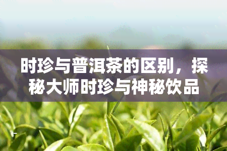 时珍与普洱茶的区别，探秘大师时珍与神秘饮品普洱茶的异同之处