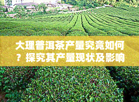 大理普洱茶产量究竟如何？探究其产量现状及影响因素