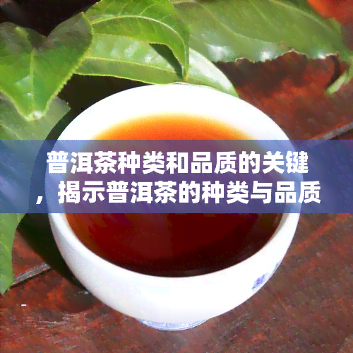 普洱茶种类和品质的关键，揭示普洱茶的种类与品质关键