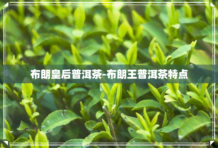 布朗皇后普洱茶-布朗王普洱茶特点