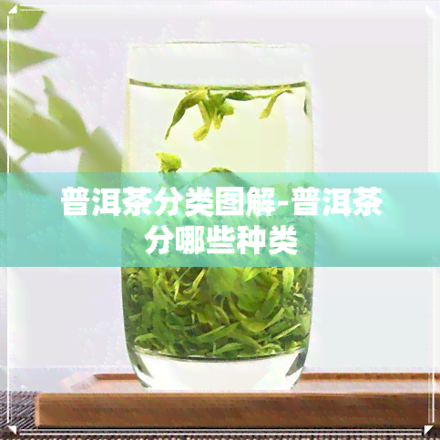 普洱茶分类图解-普洱茶分哪些种类