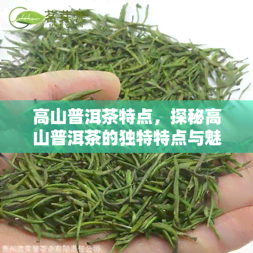 高山普洱茶特点，探秘高山普洱茶的独特特点与魅力