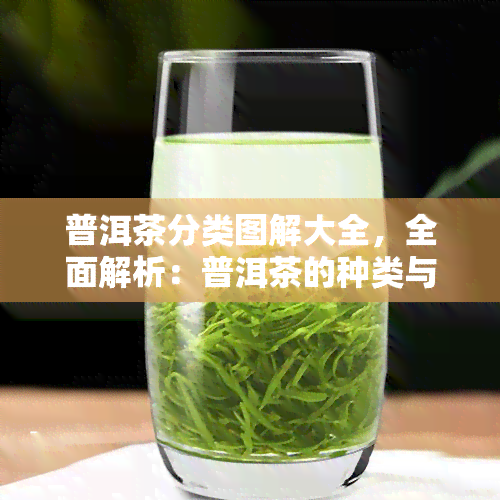 普洱茶分类图解大全，全面解析：普洱茶的种类与分类图解大全