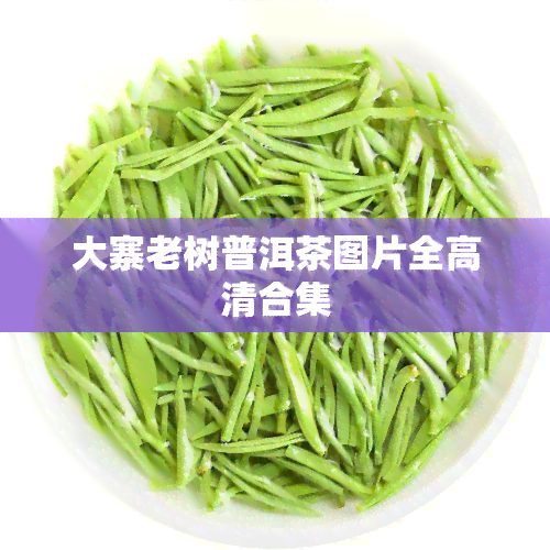 大寨老树普洱茶图片全高清合集