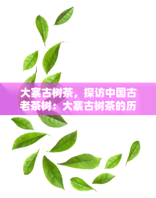 大寨古树茶，探访中国古老茶树：大寨古树茶的历与文化