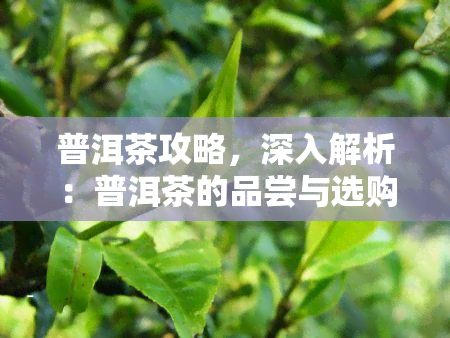 普洱茶攻略，深入解析：普洱茶的品尝与选购攻略