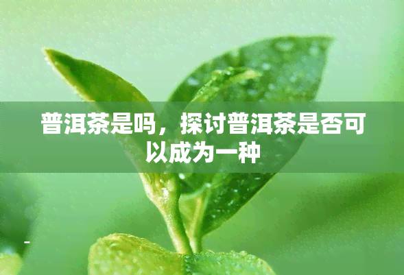 普洱茶是吗，探讨普洱茶是否可以成为一种